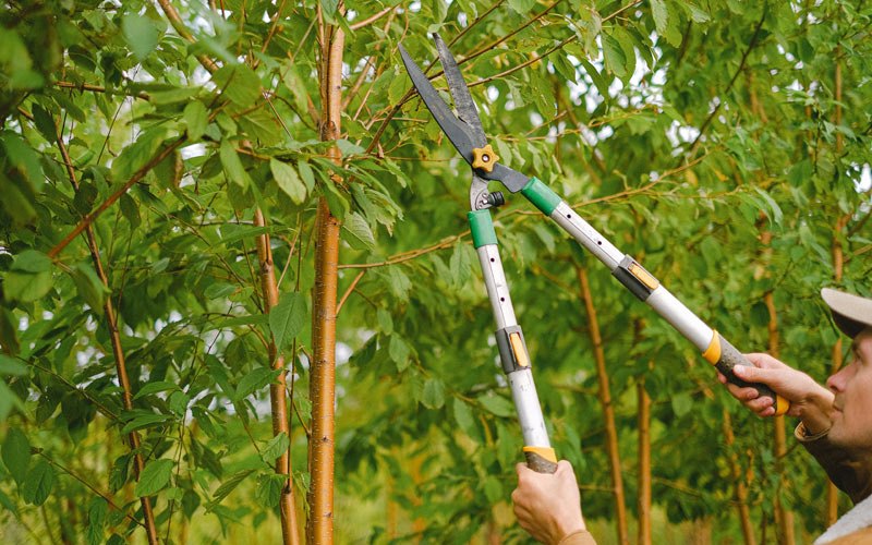 Tree trimming in Winona Lake, IN