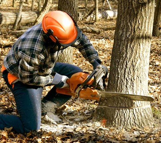 Tree Removal in Winona Lake, IN